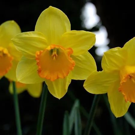 La Casona De Villanueva De Colombres * Villanueva (Asturias)